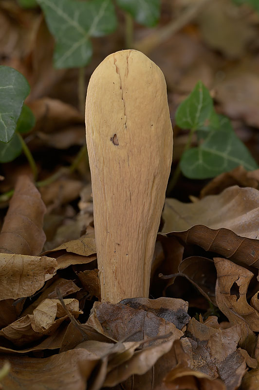 Clavariadelphus pistillaris